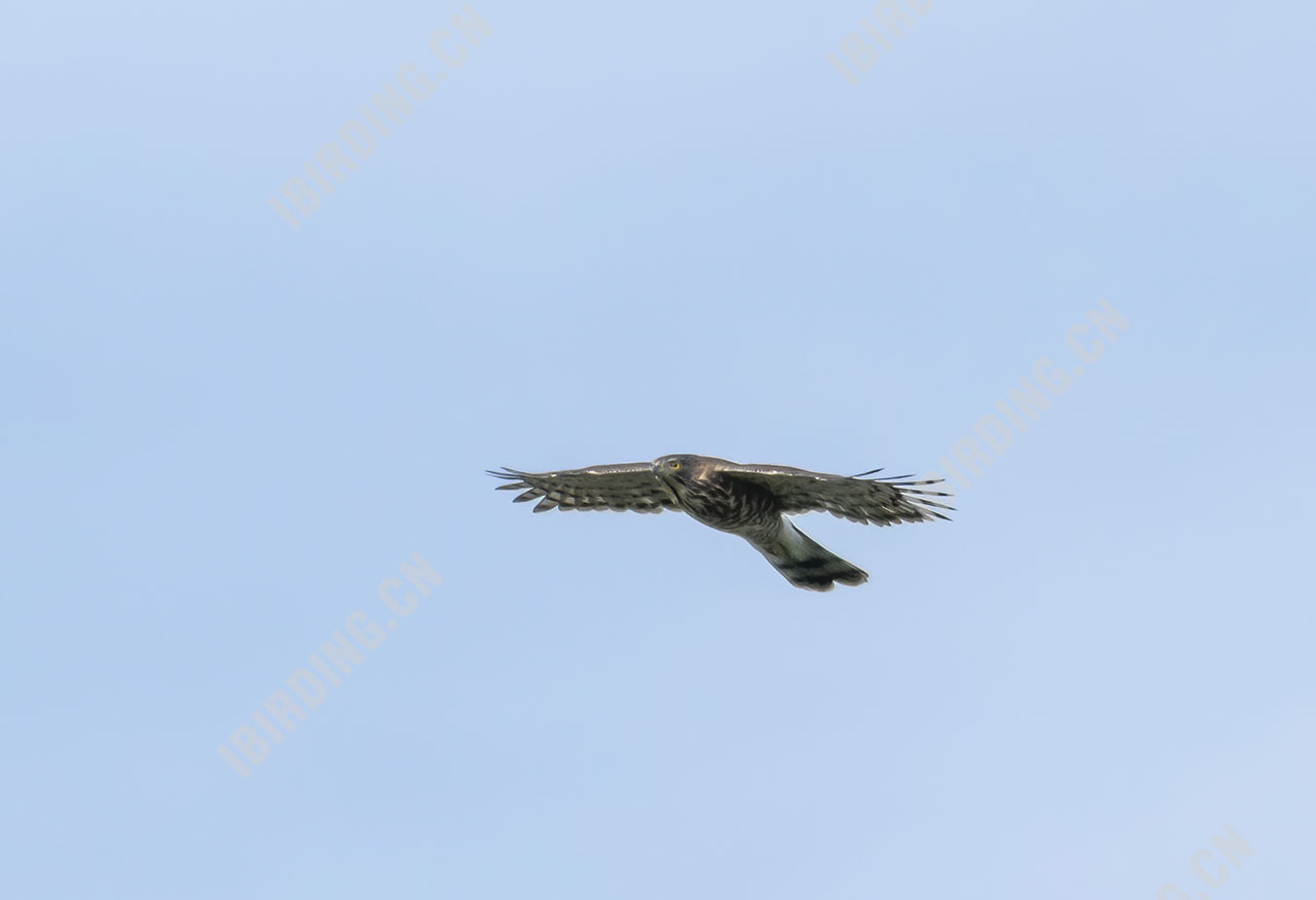 凤头鹰 Crested Goshawk