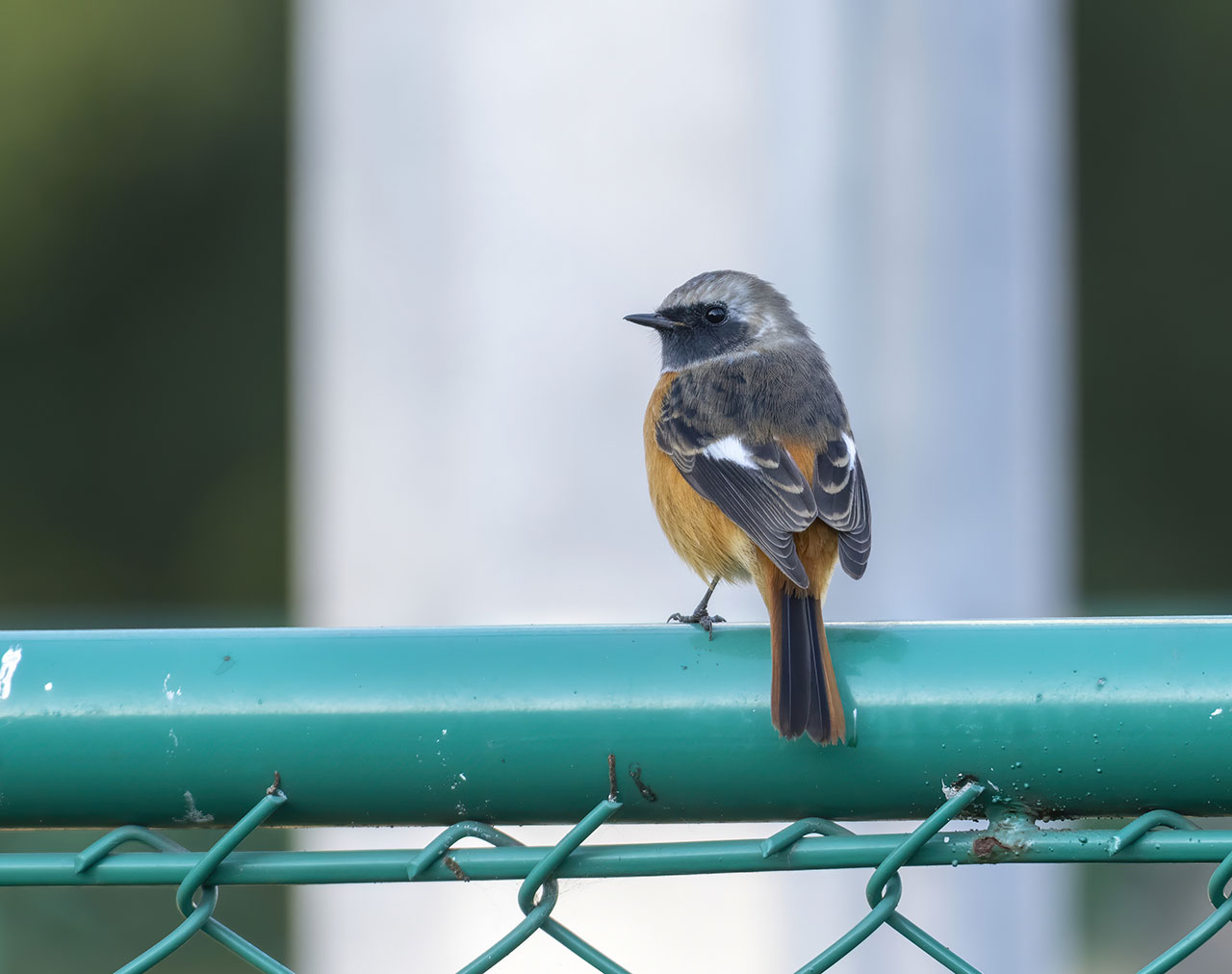 北红尾鸲 Daurian Redstart