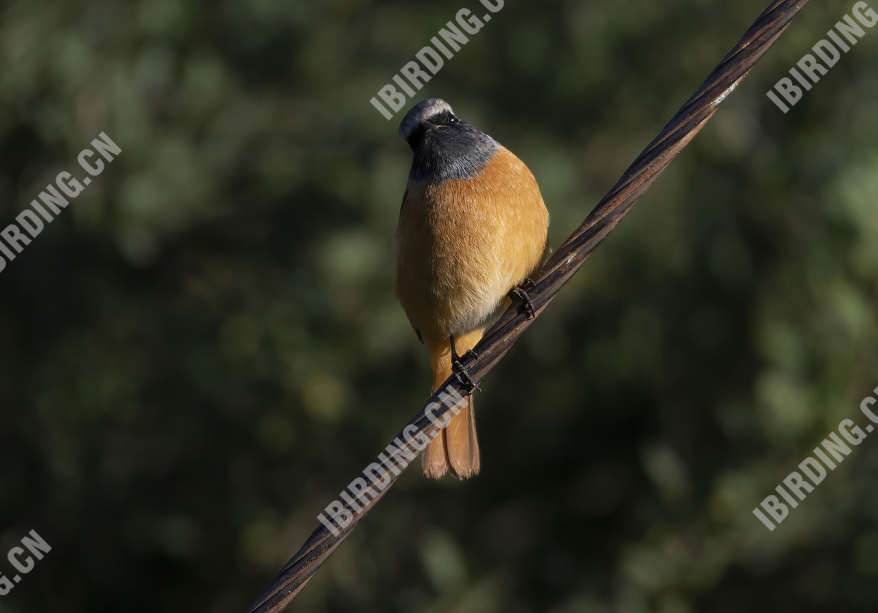 北红尾鸲 Daurian Redstart