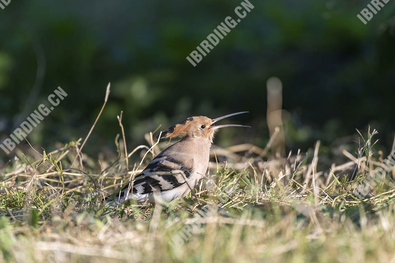 戴胜 Eurasian Hoopoe