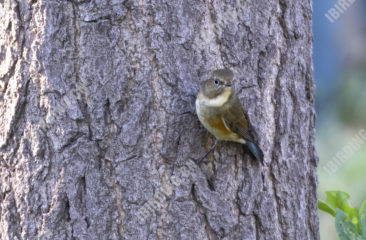 红胁蓝尾鸲 Orange-flanked Bush-Robin （雌鸟）