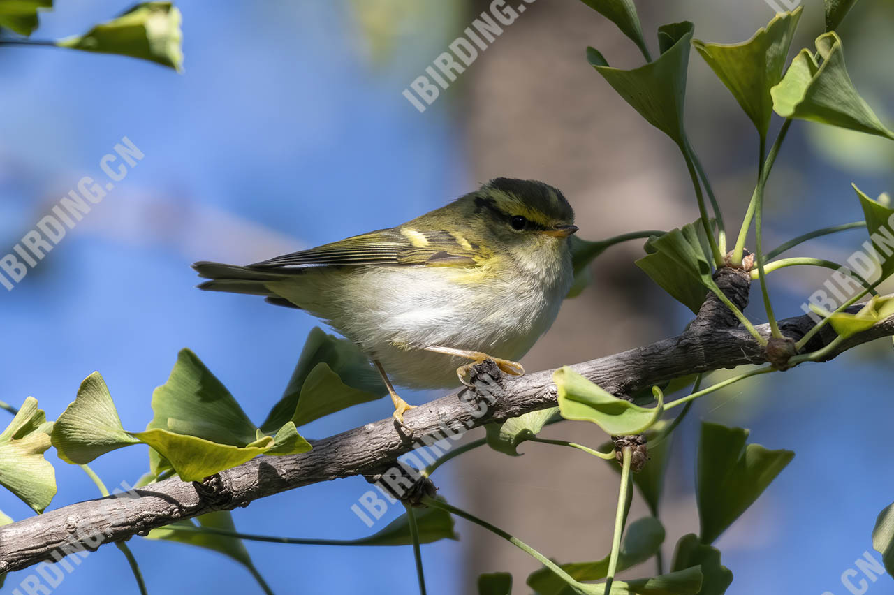 黄腰柳莺 Yellow-rumped Warbler