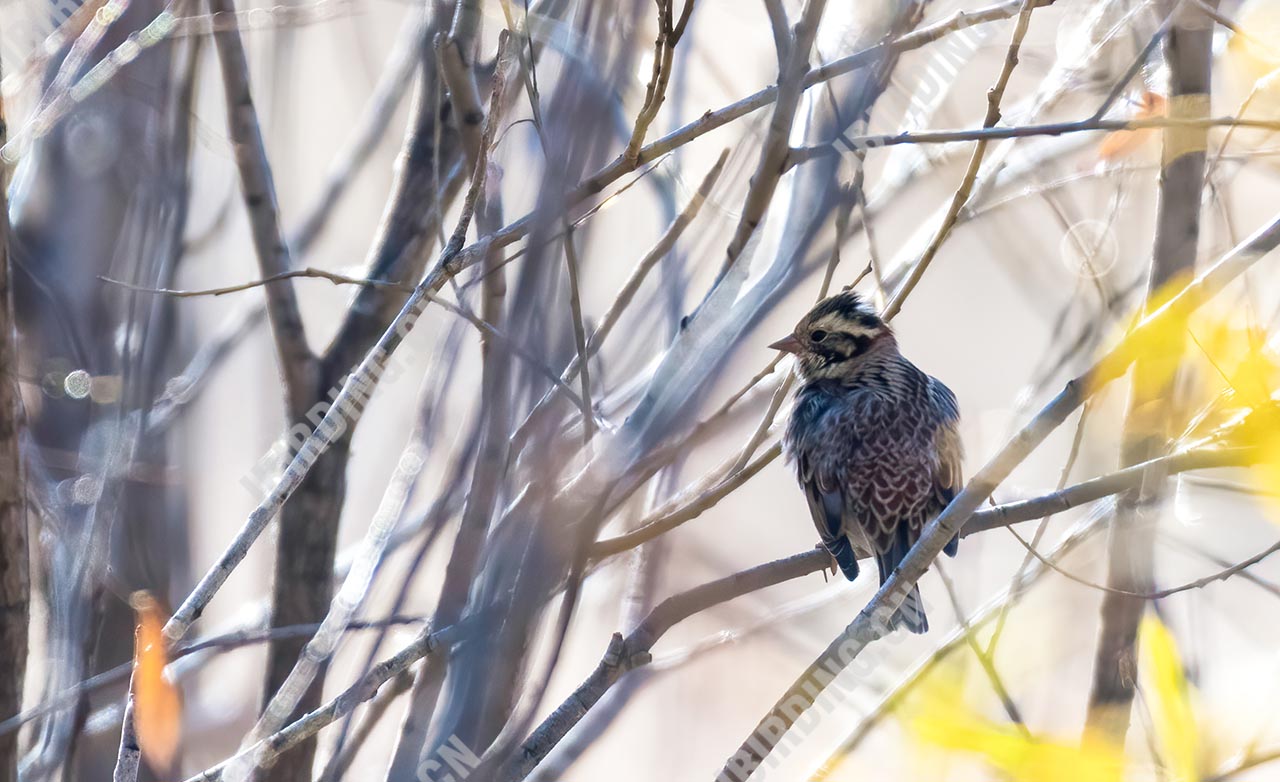 田鹀 Rustic Bunting