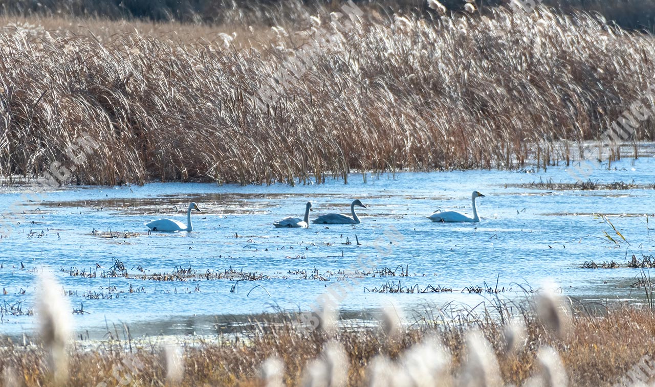 小天鹅 Whistling Swan