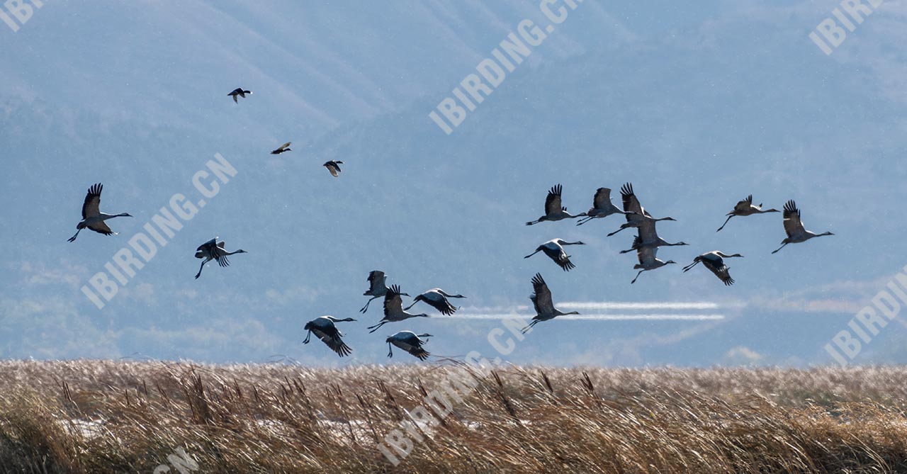 灰鹤 Common Crane