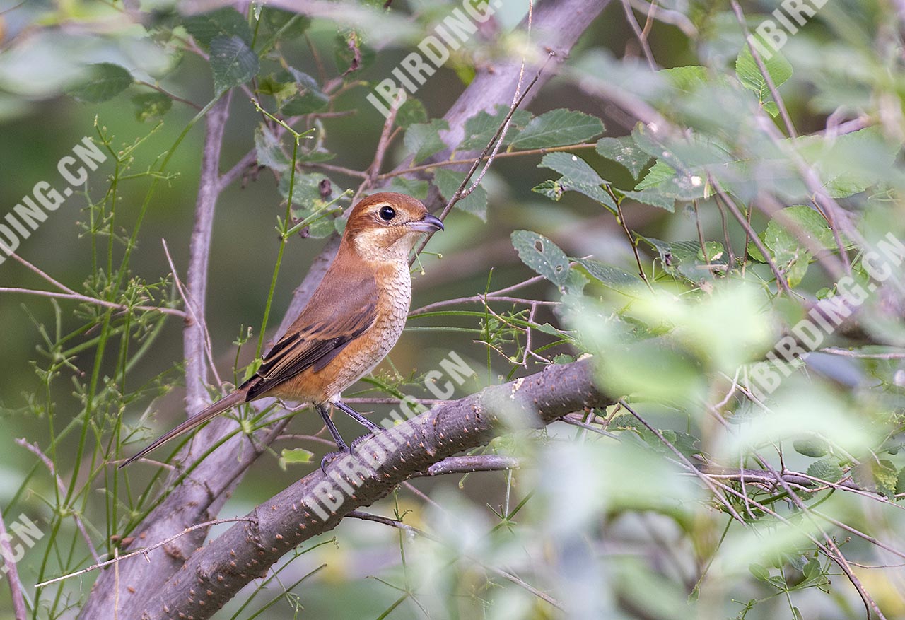 牛头伯劳 Bull-headed Shrike