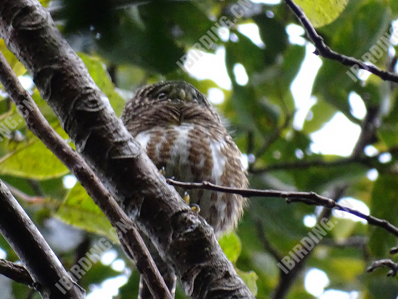 领鸺鹠 Collared Owlet