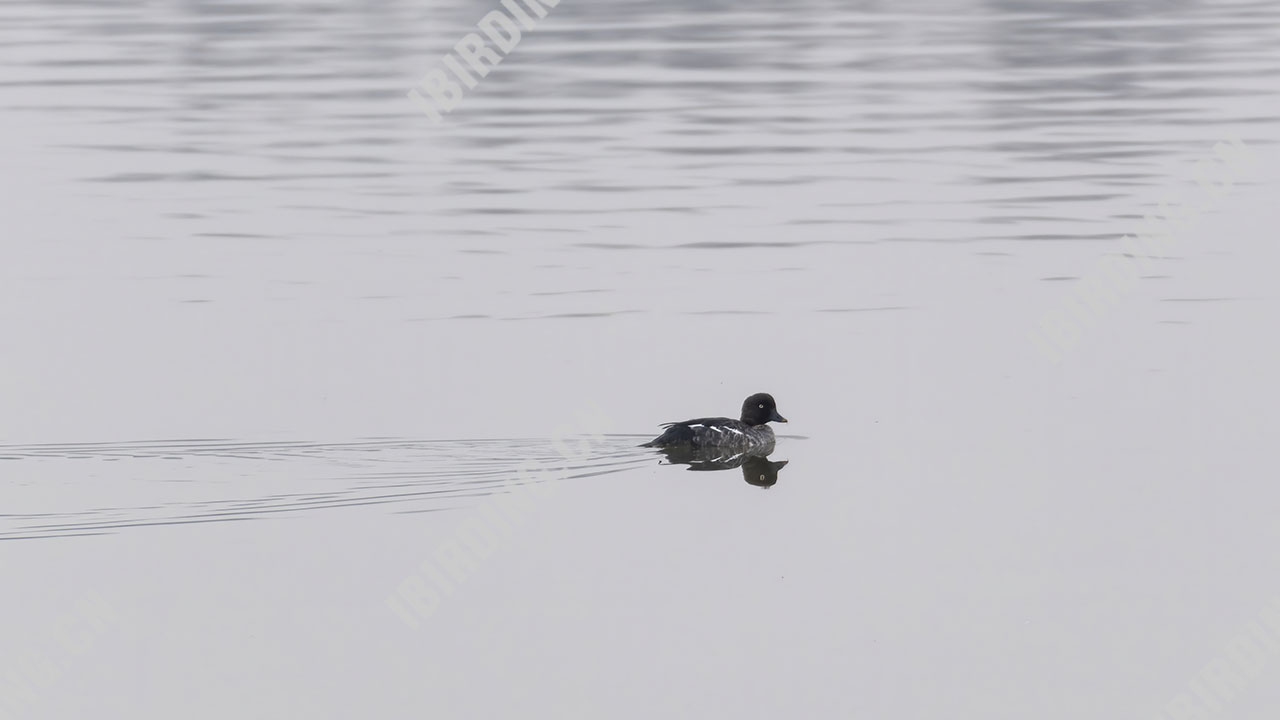 鹊鸭 Common Goldeneye