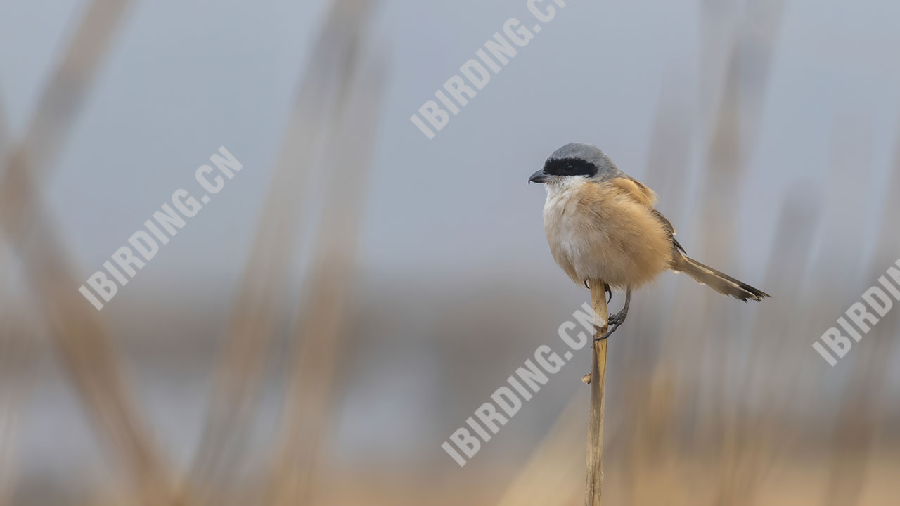 棕背伯劳 Long-tailed Shrike