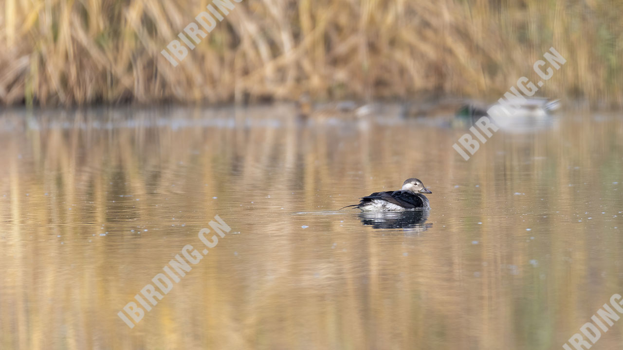 长尾鸭（雄鸟亚成） Long-tailed Duck