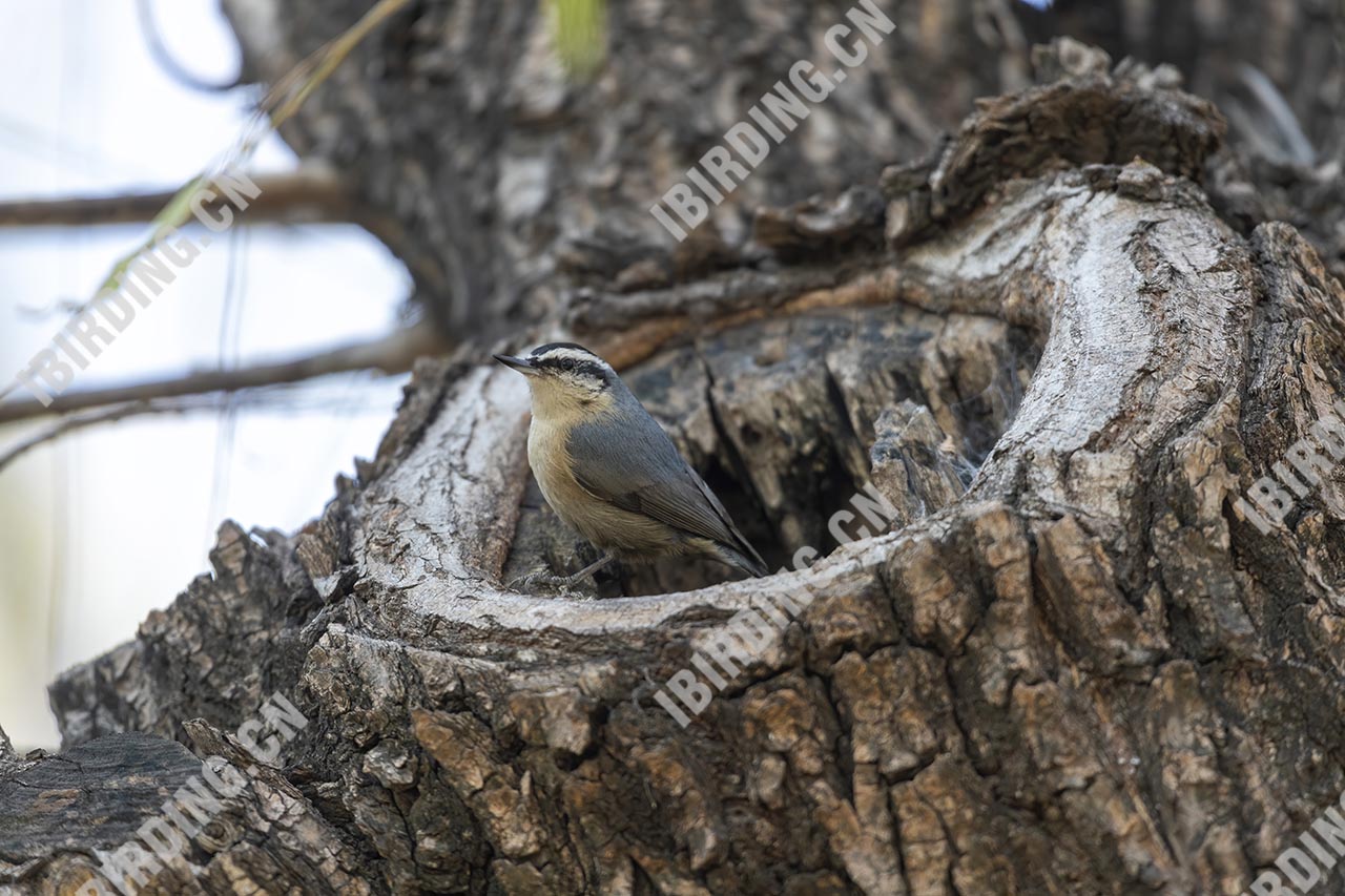 黑头䴓 Snowy-browed Nuthatch