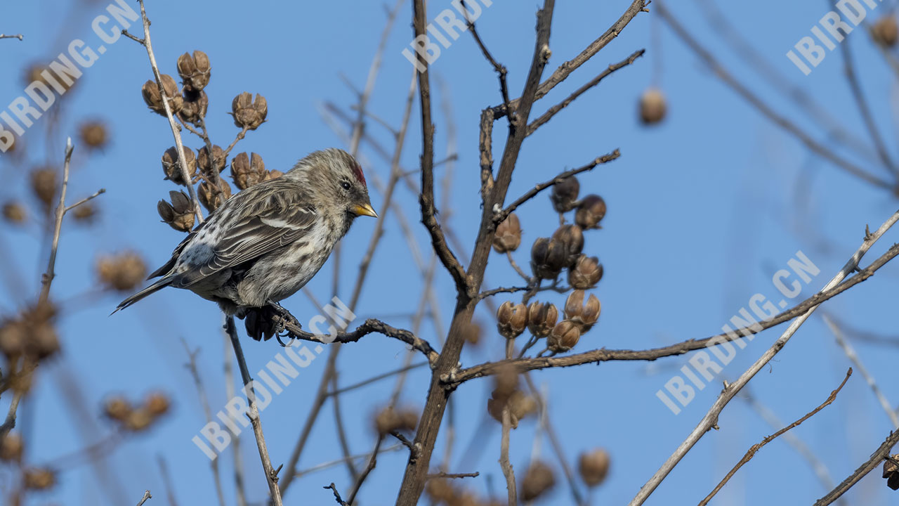 白腰朱顶雀 Common Redpoll