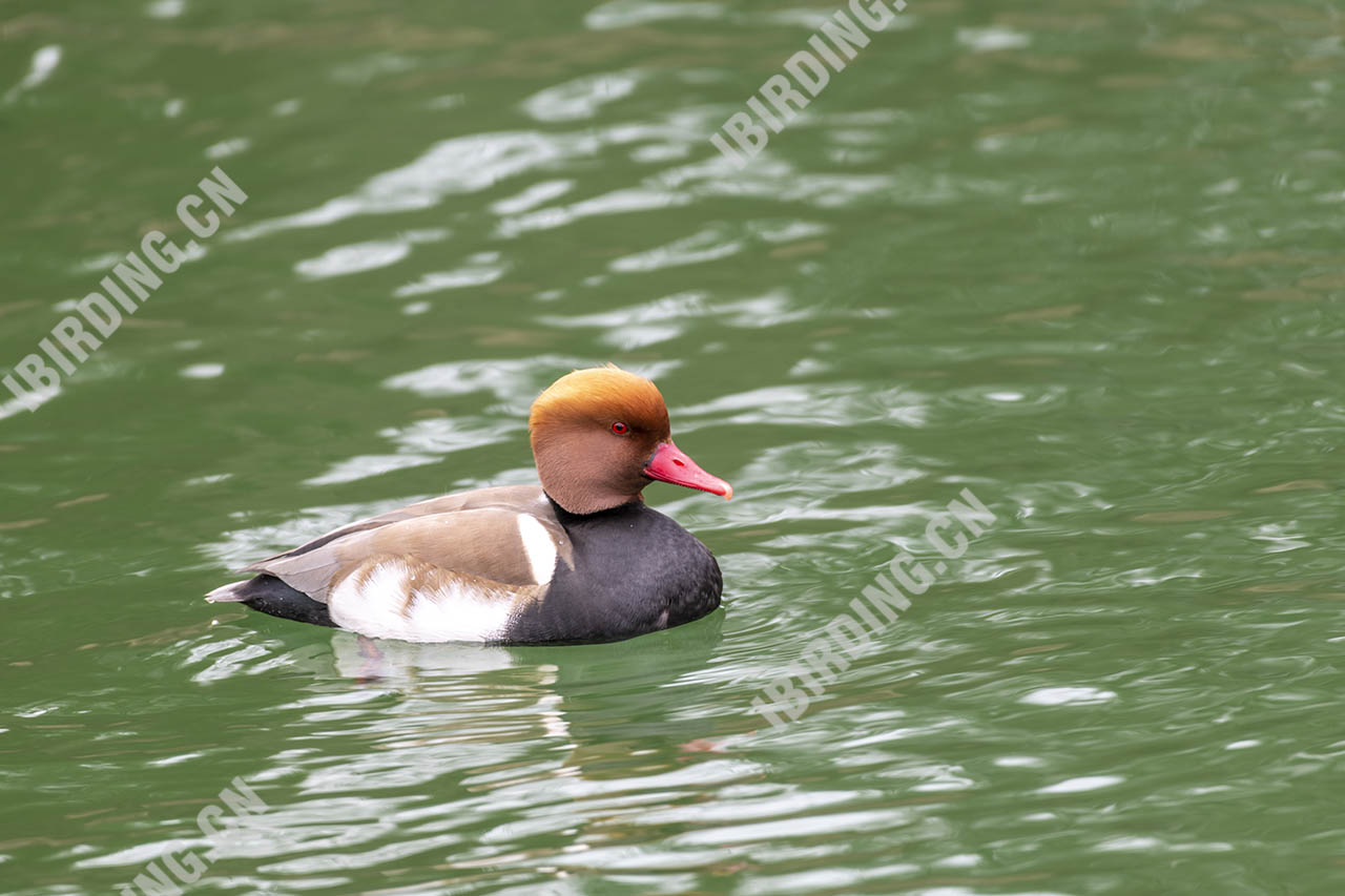 赤嘴潜鸭（雄鸟） Red-crested Pochard