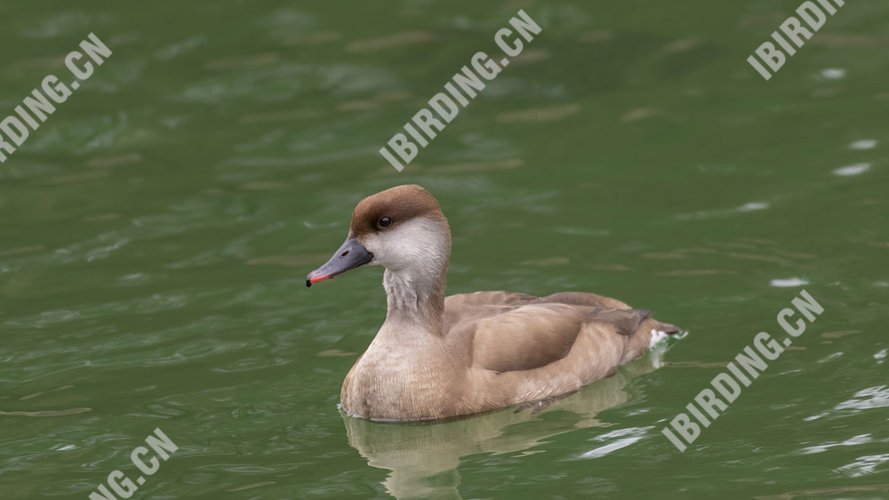 赤嘴潜鸭（雌鸟） Red-crested Pochard