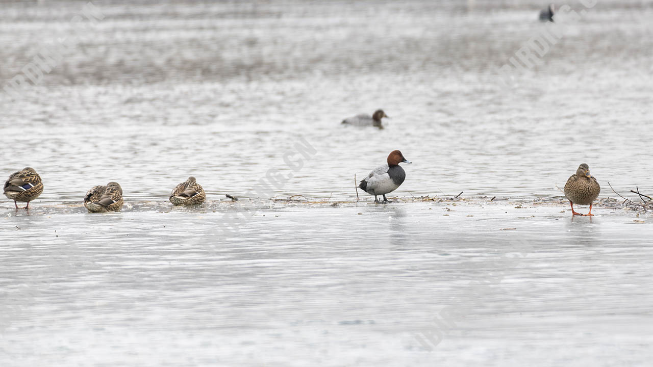 红头潜鸭（雄鸟） Common Pochard