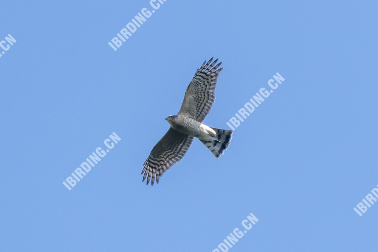 雀鹰 Eurasian Sparrowhawk - iBirding