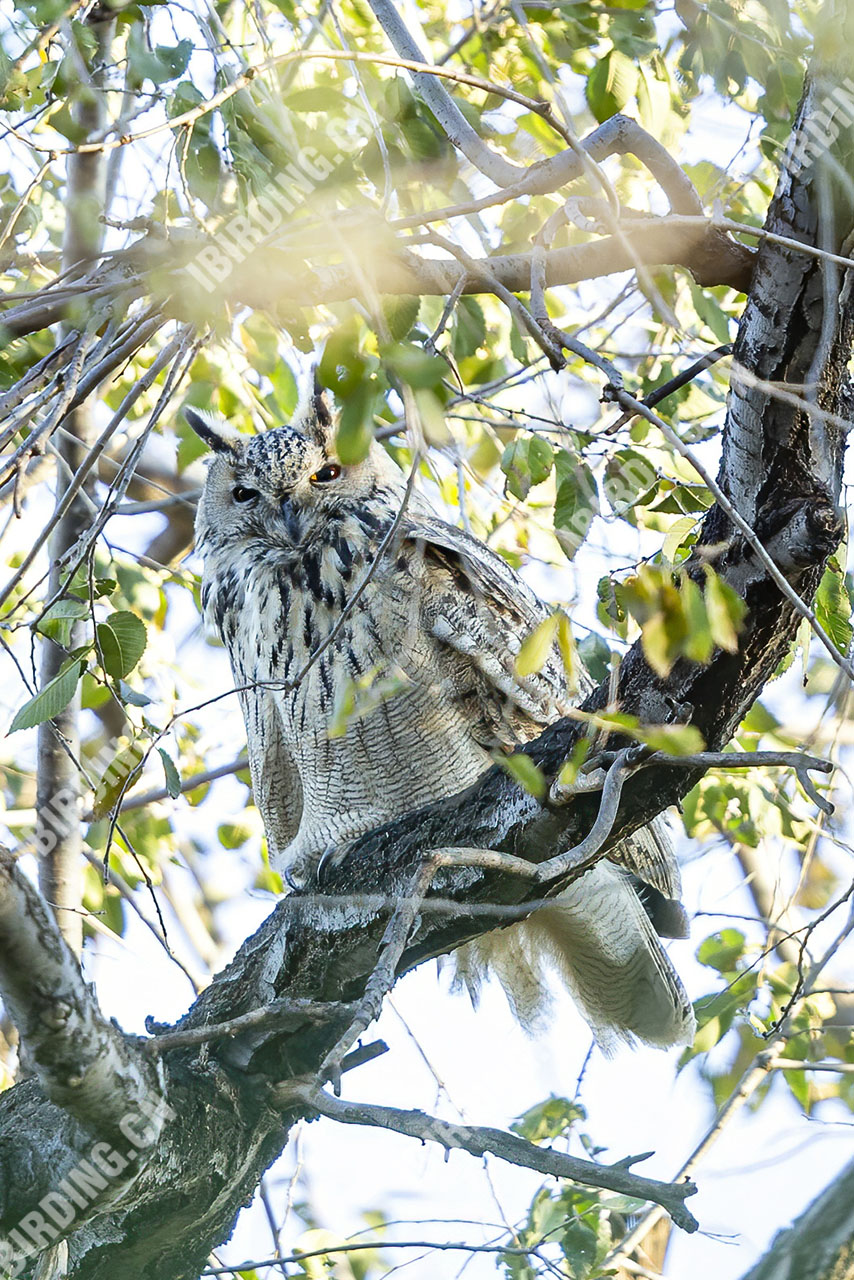 雕鸮 Eurasian Eagle Owl
