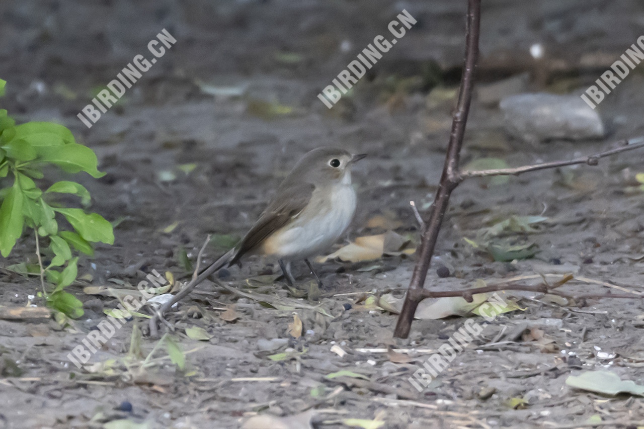 红胸姬鹟 Red-breasted Flycatcher