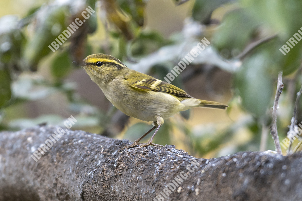 黄眉柳莺 Yellow-browed Warbler