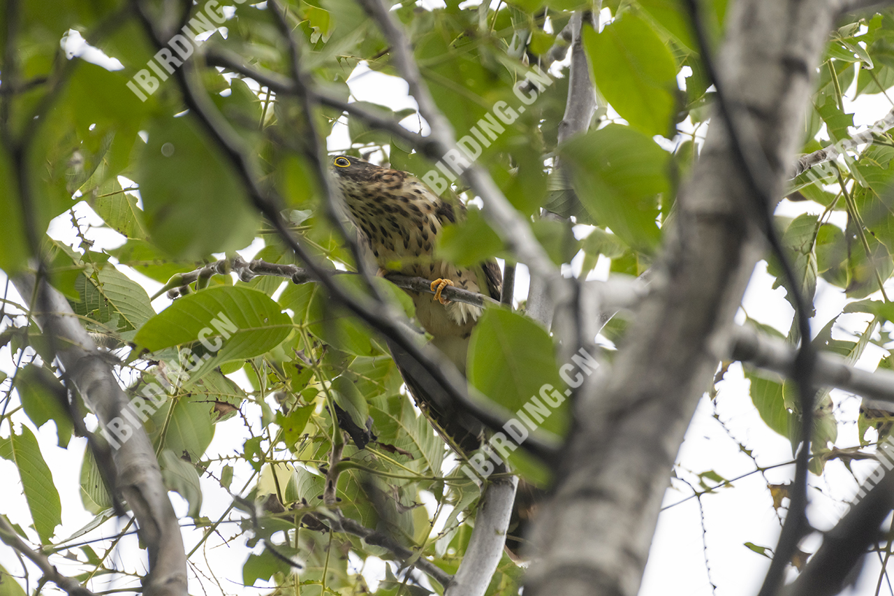 北鹰鹃 Rufous Hawk-Cuckoo