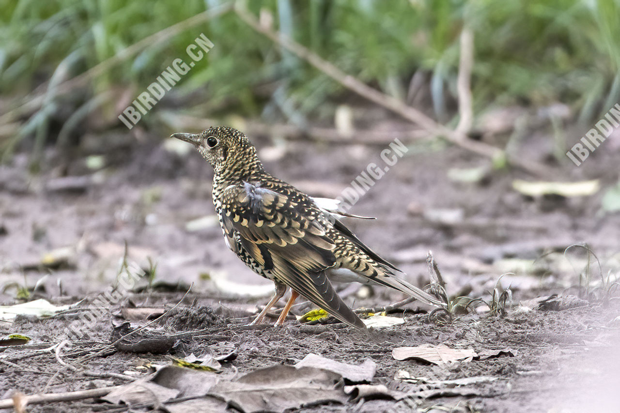 怀氏虎鸫 White‘s Thrush