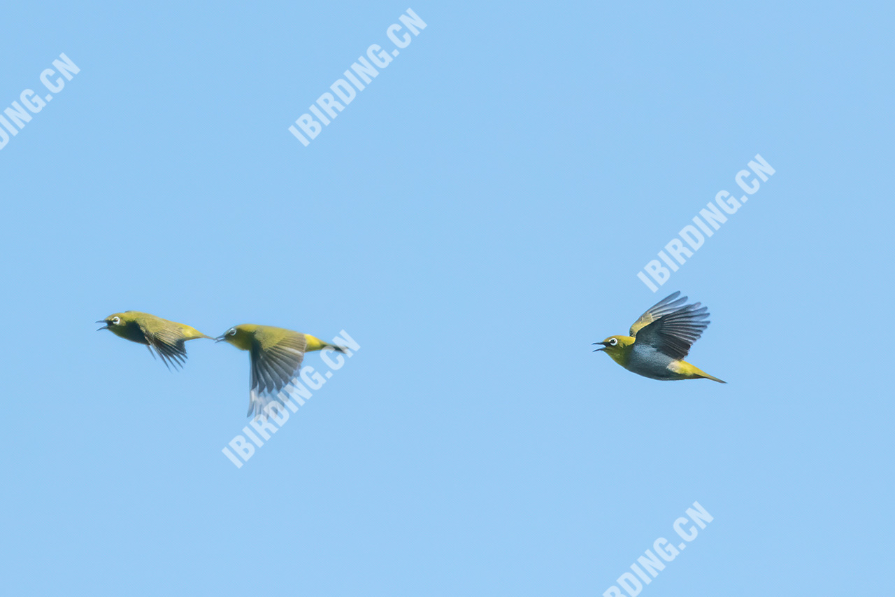 暗绿绣眼鸟 Japanese White-eye