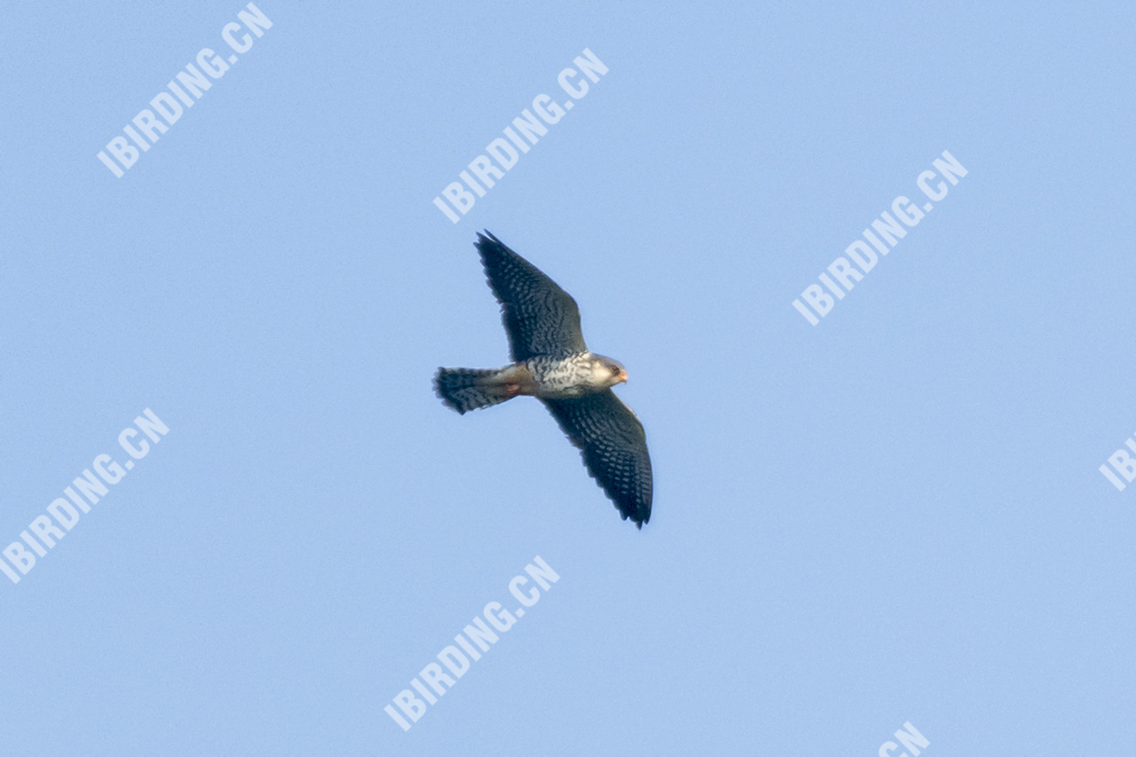 红脚隼（雌鸟） Amur Falcon
