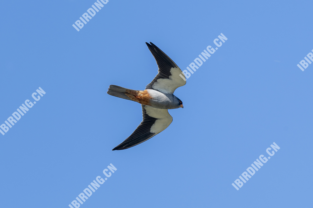 红脚隼 Amur Falcon（雄鸟）