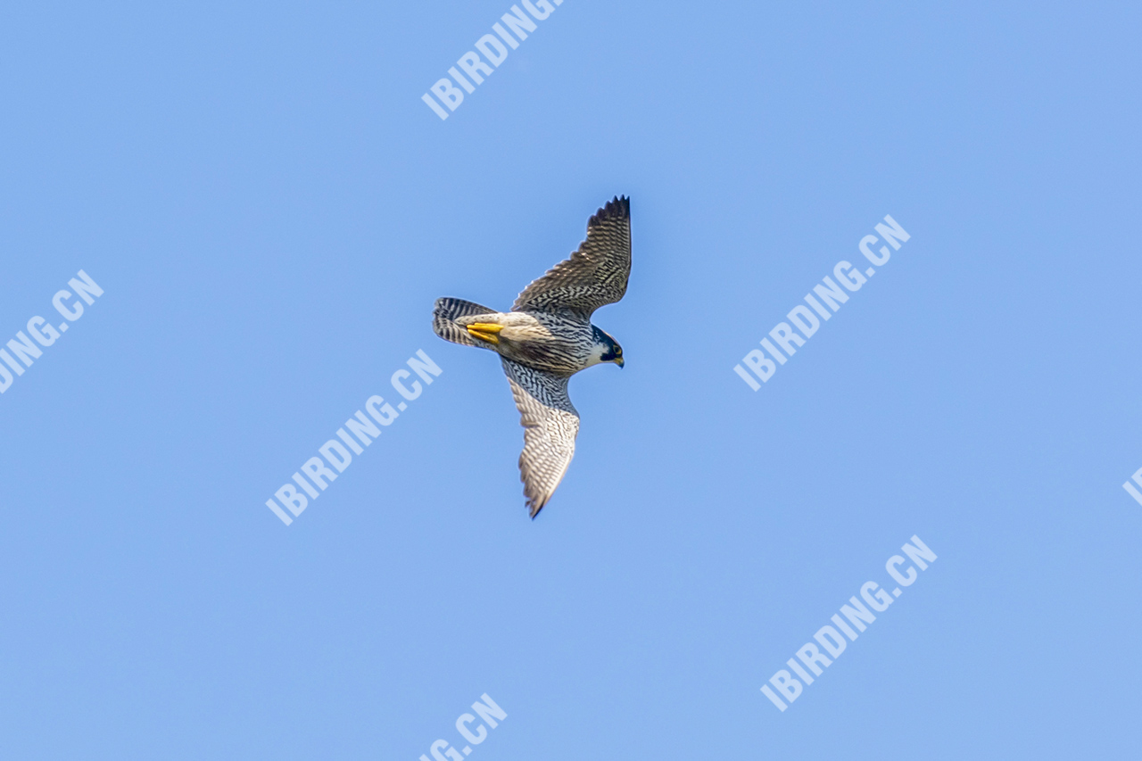 游隼 Peregrine Falcon