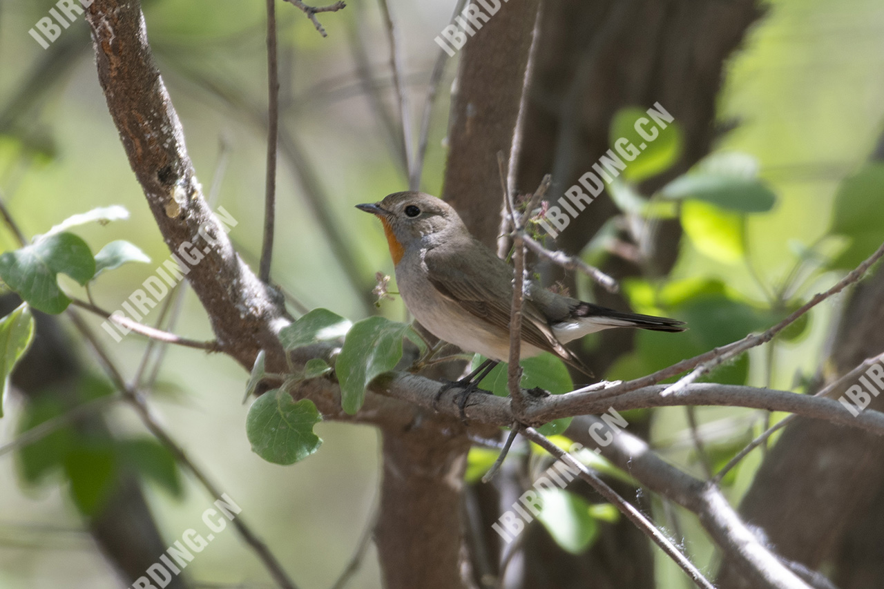 红喉[姬]鹟 Red-breasted Flycatcher