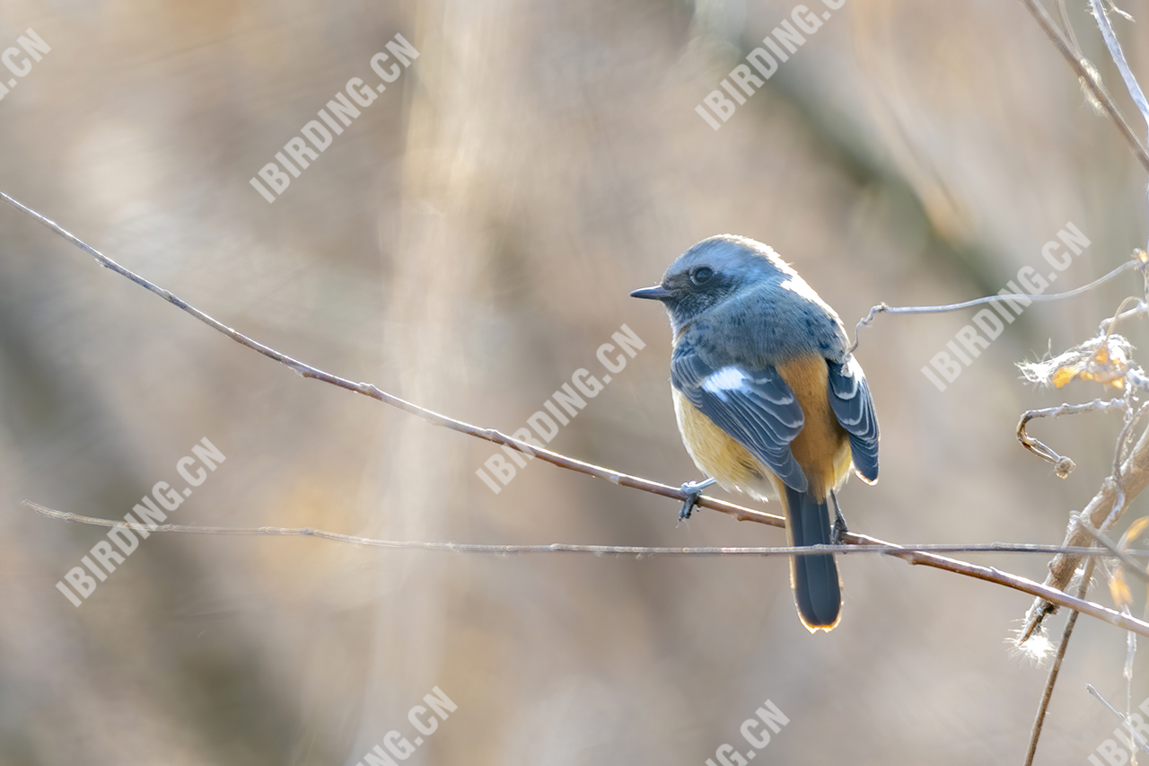 北红尾鸲 Daurian Redstart