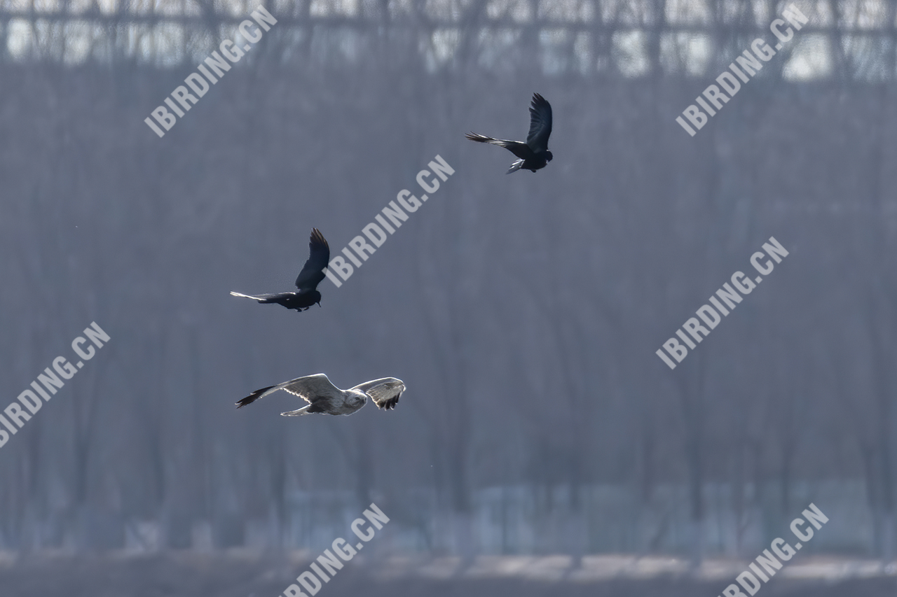 大鵟 Upland Buzzard