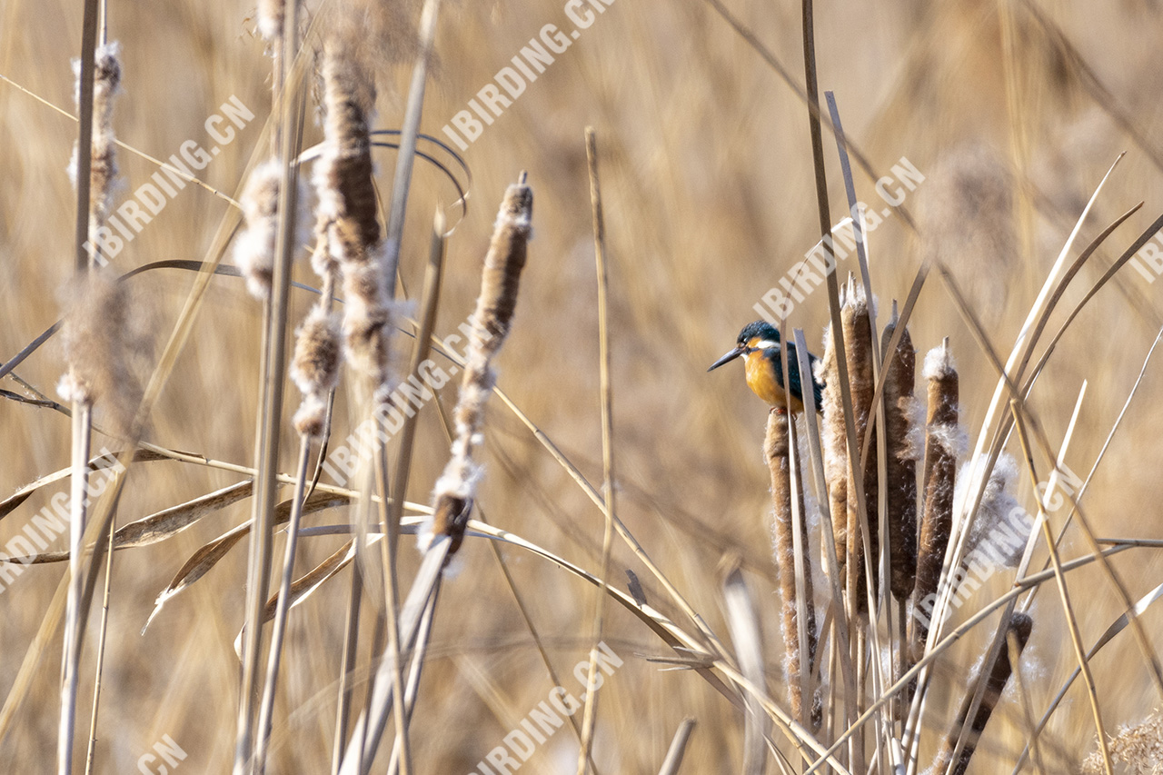 普通翠鸟 Common Kingfisher