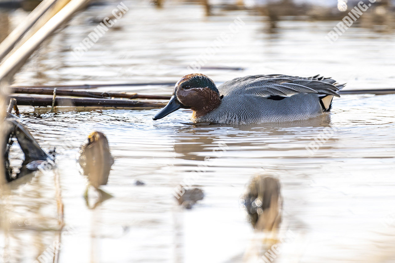 绿翅鸭 Common Teal