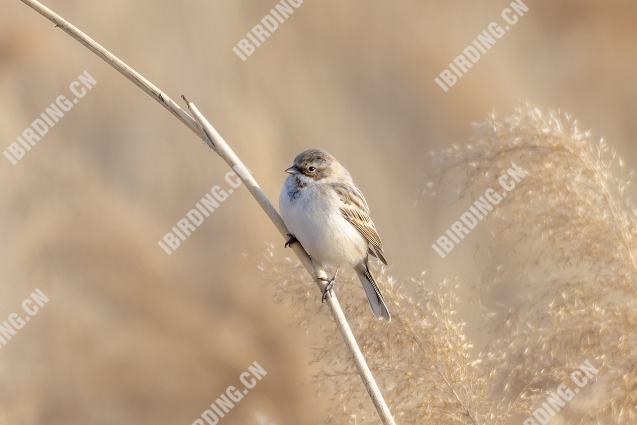 苇鹀 Pallas's Bunting