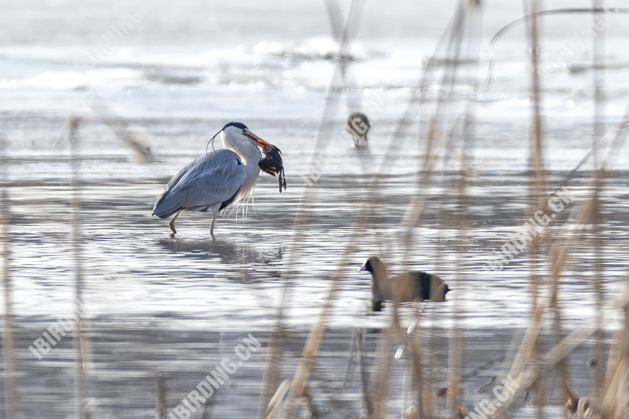 苍鹭 Grey Heron