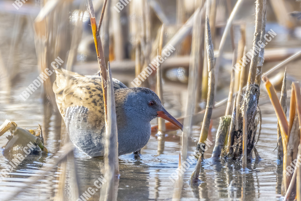 西方秧鸡 Water Rail