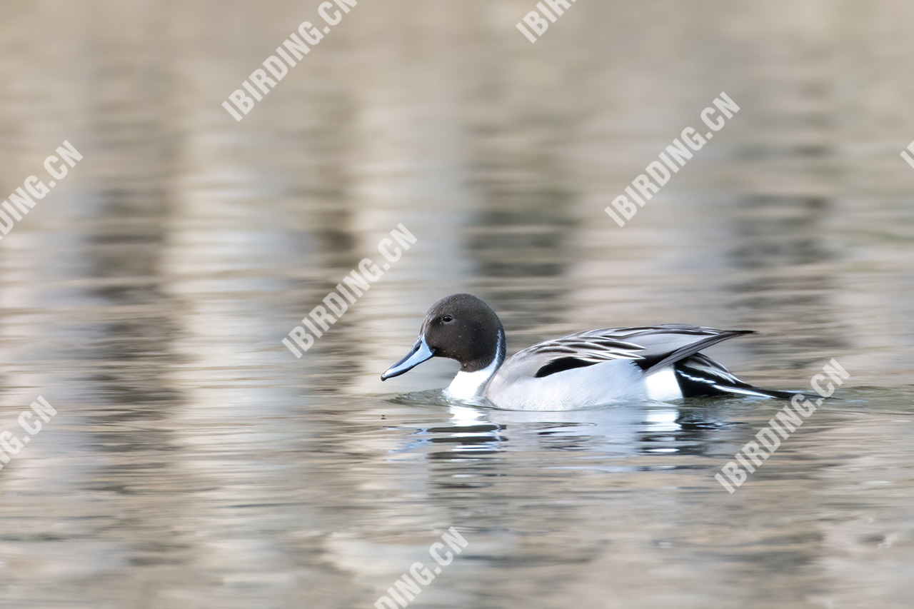 针尾鸭 Northern Pintail