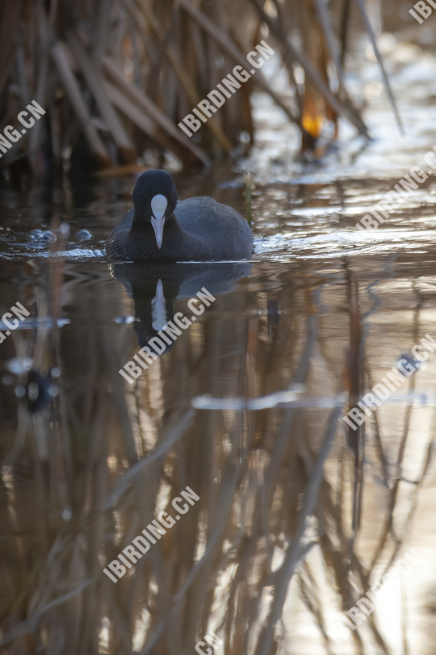 骨顶鸡 Common Coot