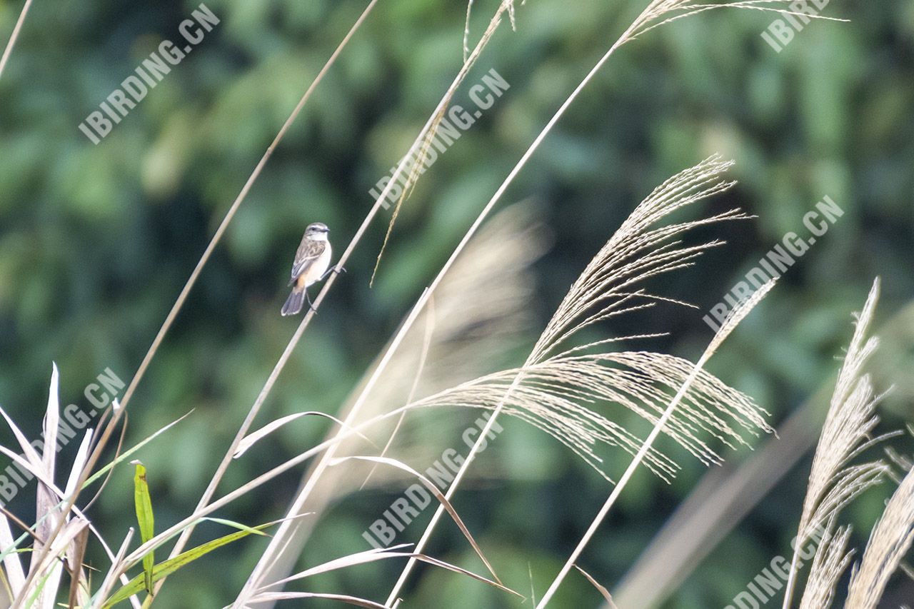 东亚石鵖（雌鸟） Stejneger's Stonechat