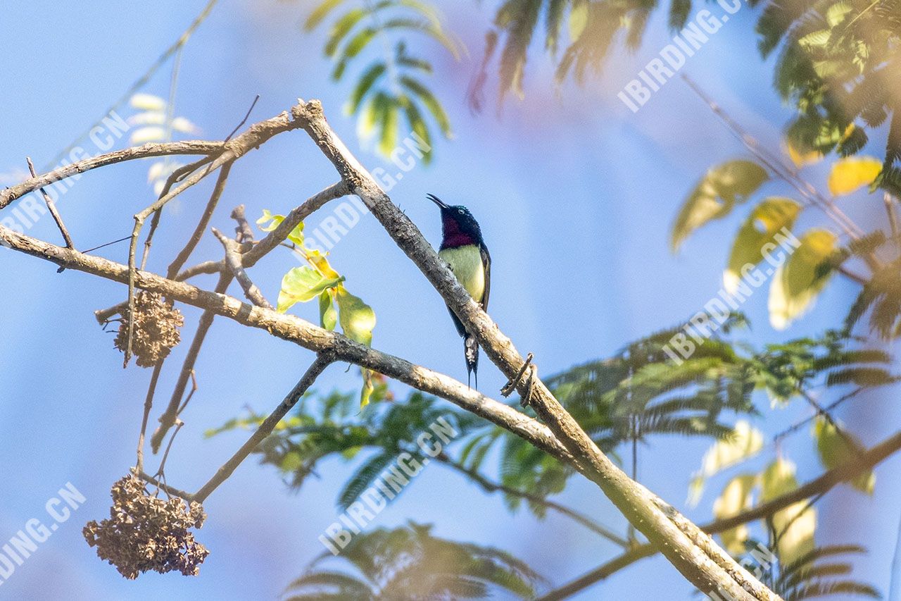 叉尾太阳鸟 Fork-tailed Sunbird