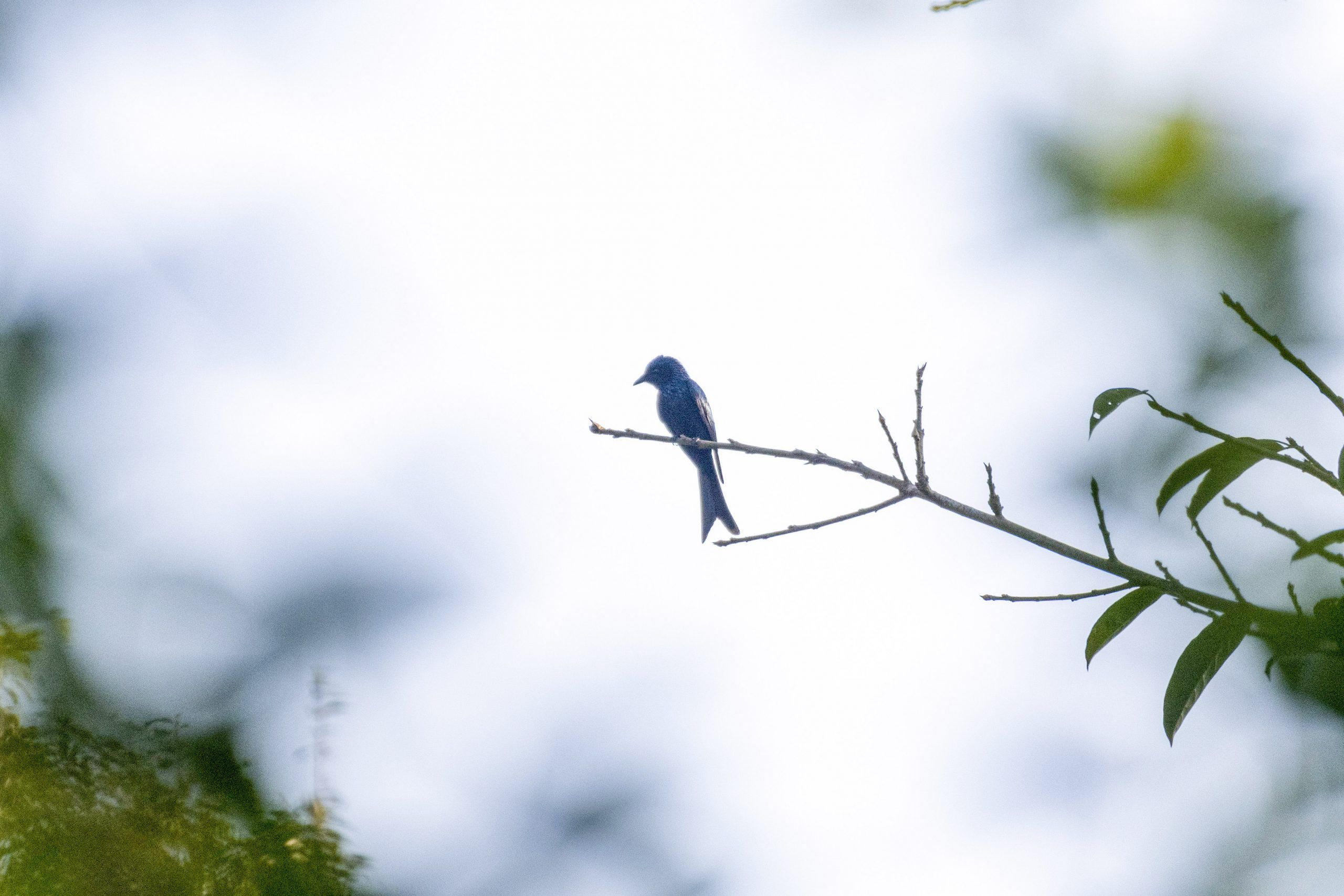 古铜色卷尾 Bronzed Drongo