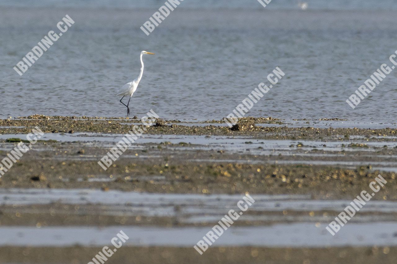 大白鹭 Large Egret