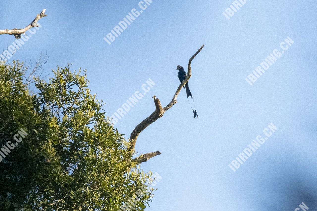 大盘尾 Greater Racket-tailed Drongo