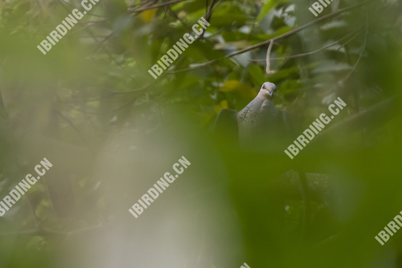 山皇鸠 Mountain Imperial Pigeon