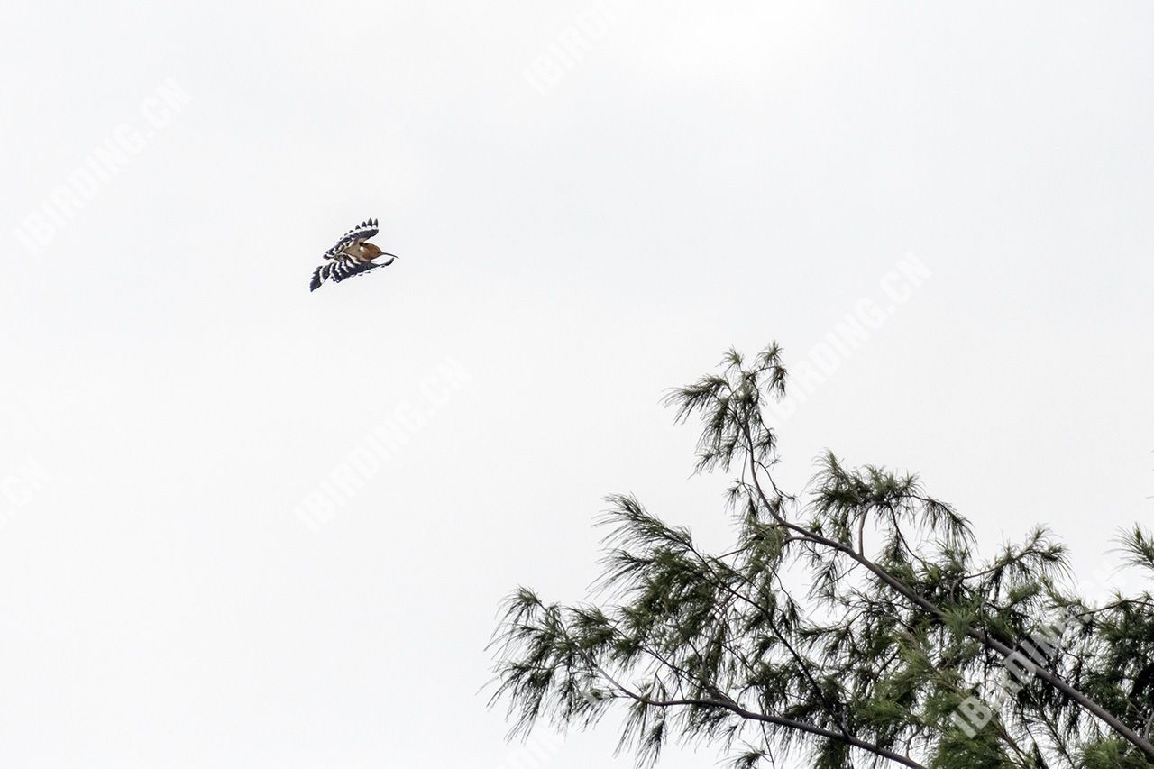 戴胜 Eurasian Hoopoe