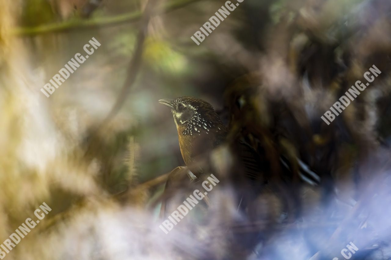 斑颈穗鹛 Spot-necked Babbler