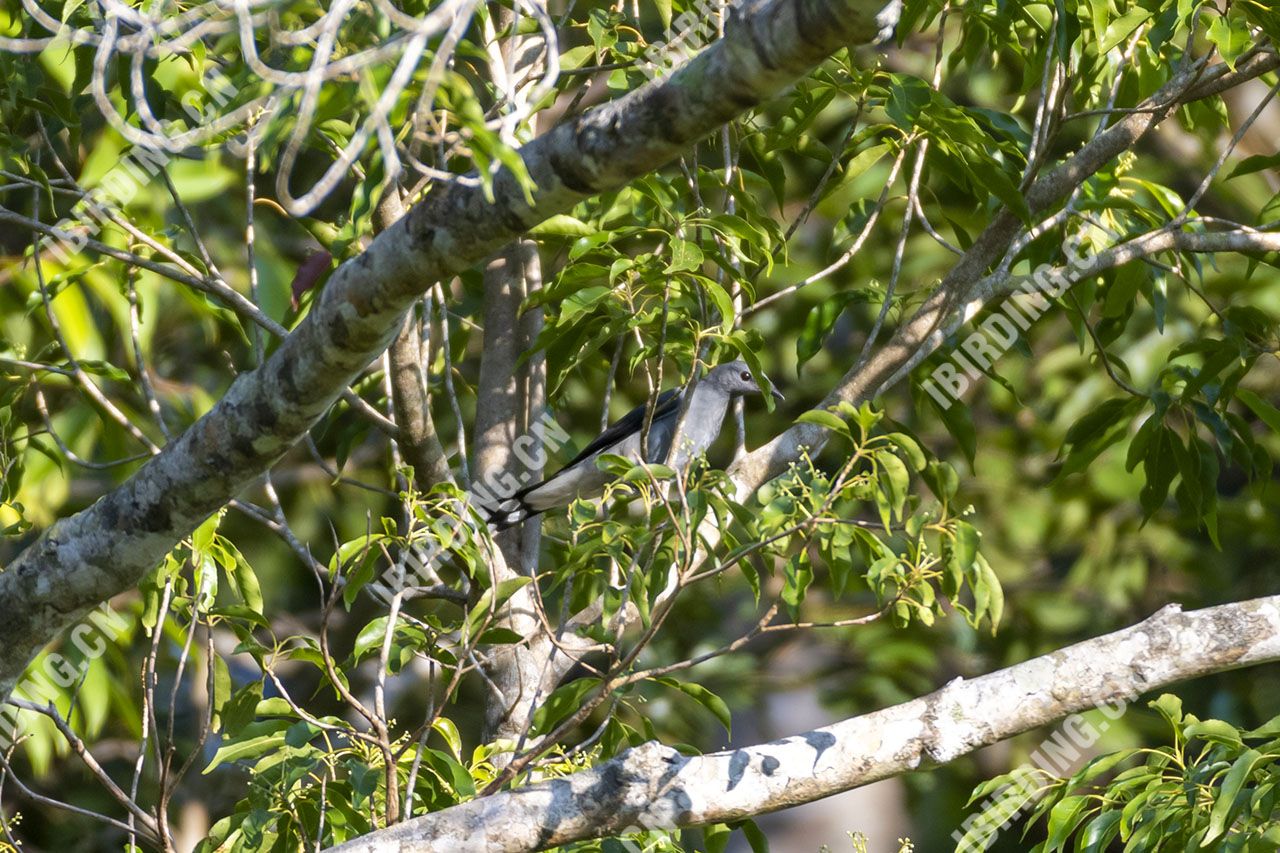 暗灰鹃鵙 Black-winged Cuckooshrike