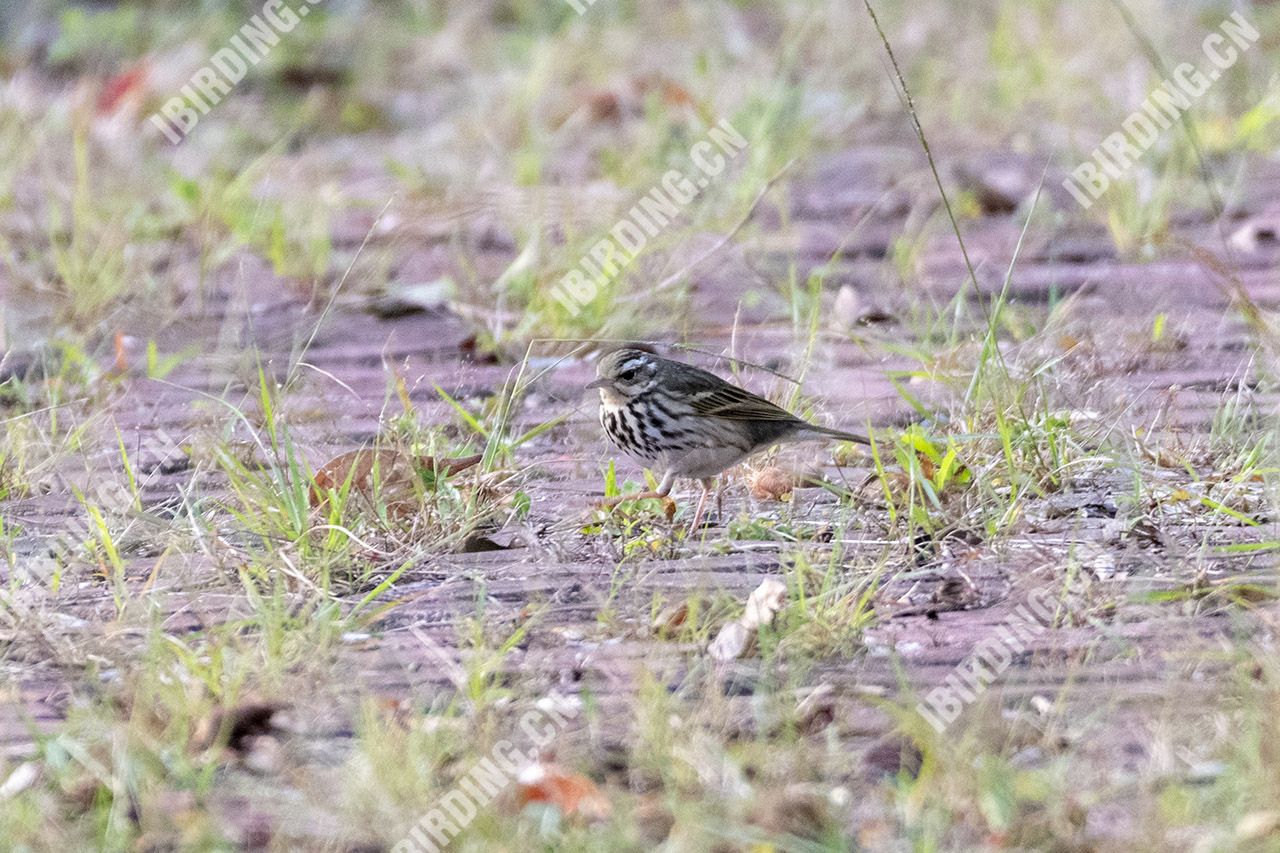 树鹨 Orienfnl Tree Pipit