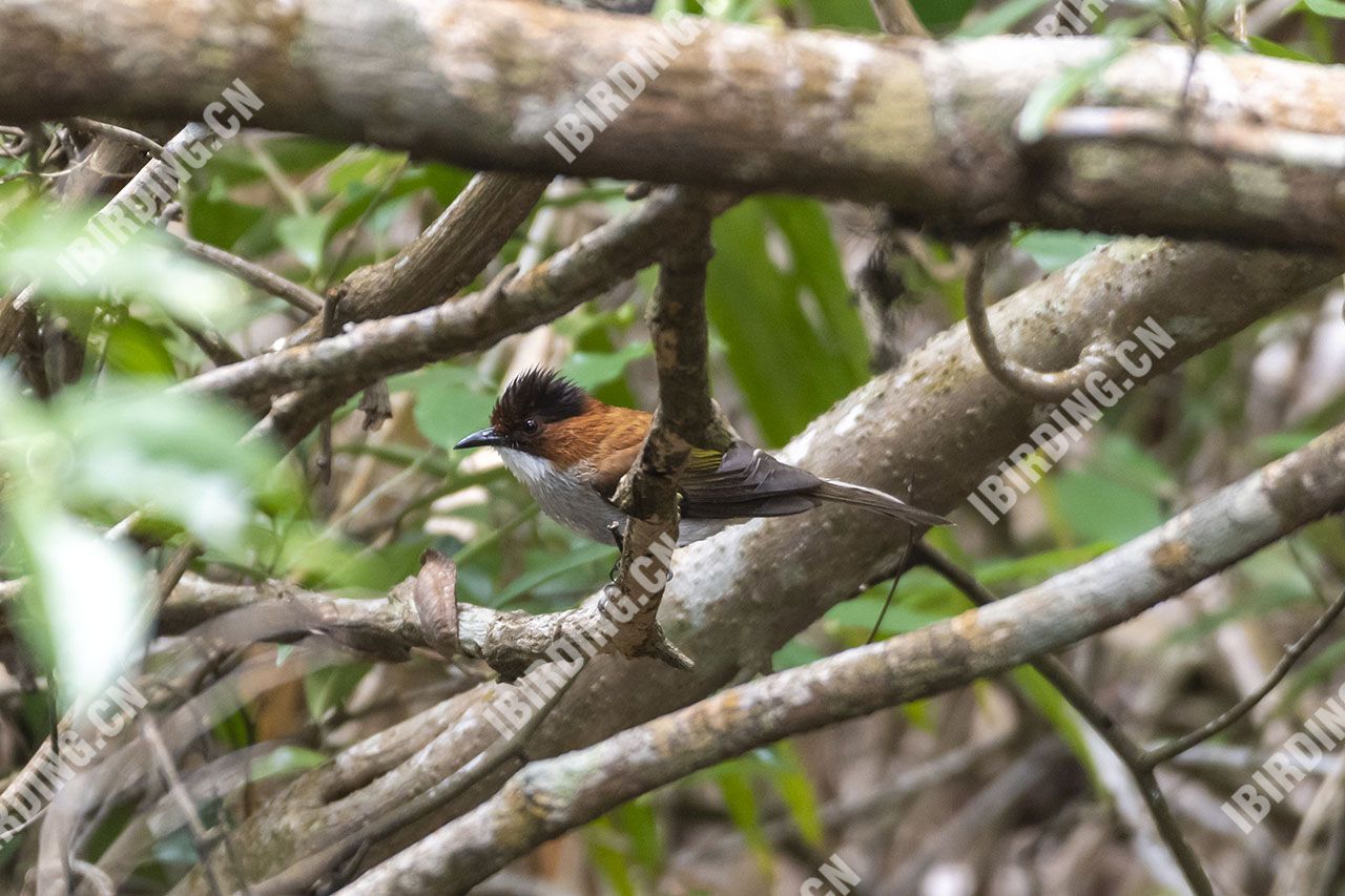 栗背短脚鹎 Chestnut Bulbul